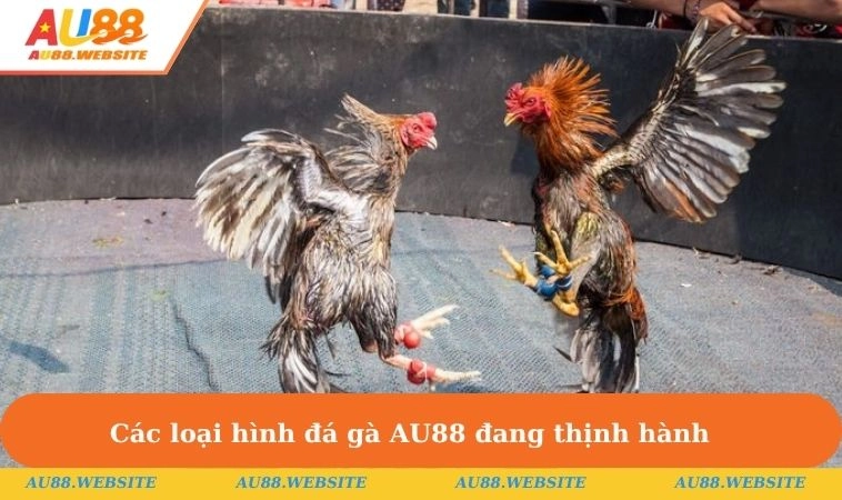 Các hình thức đấu chiến kê thịnh hành hiện nay