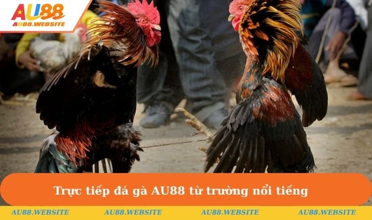 Trực tiếp đá gà AU88 từ trường nổi tiếng